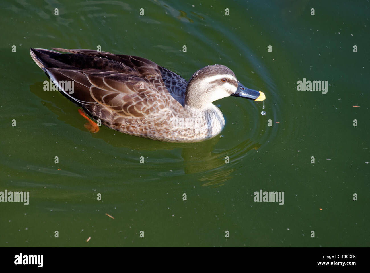 Indian spot-fatturati anatra (Anas poecilorhyncha) è una grande anatra dedicarmi che è un non-migratori anatra di allevamento in tutta zone umide d'acqua dolce nel Ind Foto Stock
