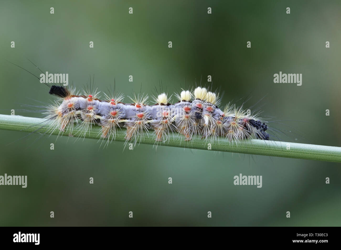 Rusty tussock moth o vaporer, Orgyia antiqua Foto Stock