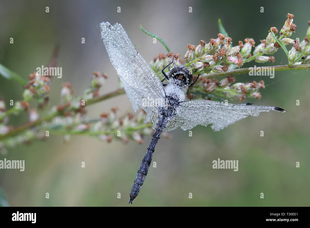Sympetrum danae, il darter nero o nero meadowhawk, usurata maschio in appoggio su Artemisia Foto Stock