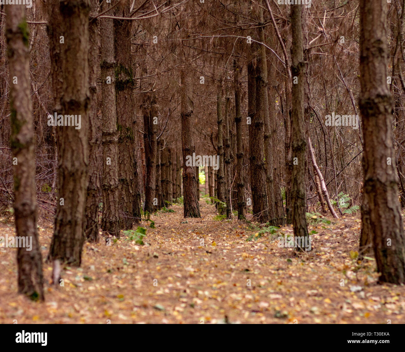 Uniforme di un boschetto di alberi formano un tunnel naturale della foresta Foto Stock