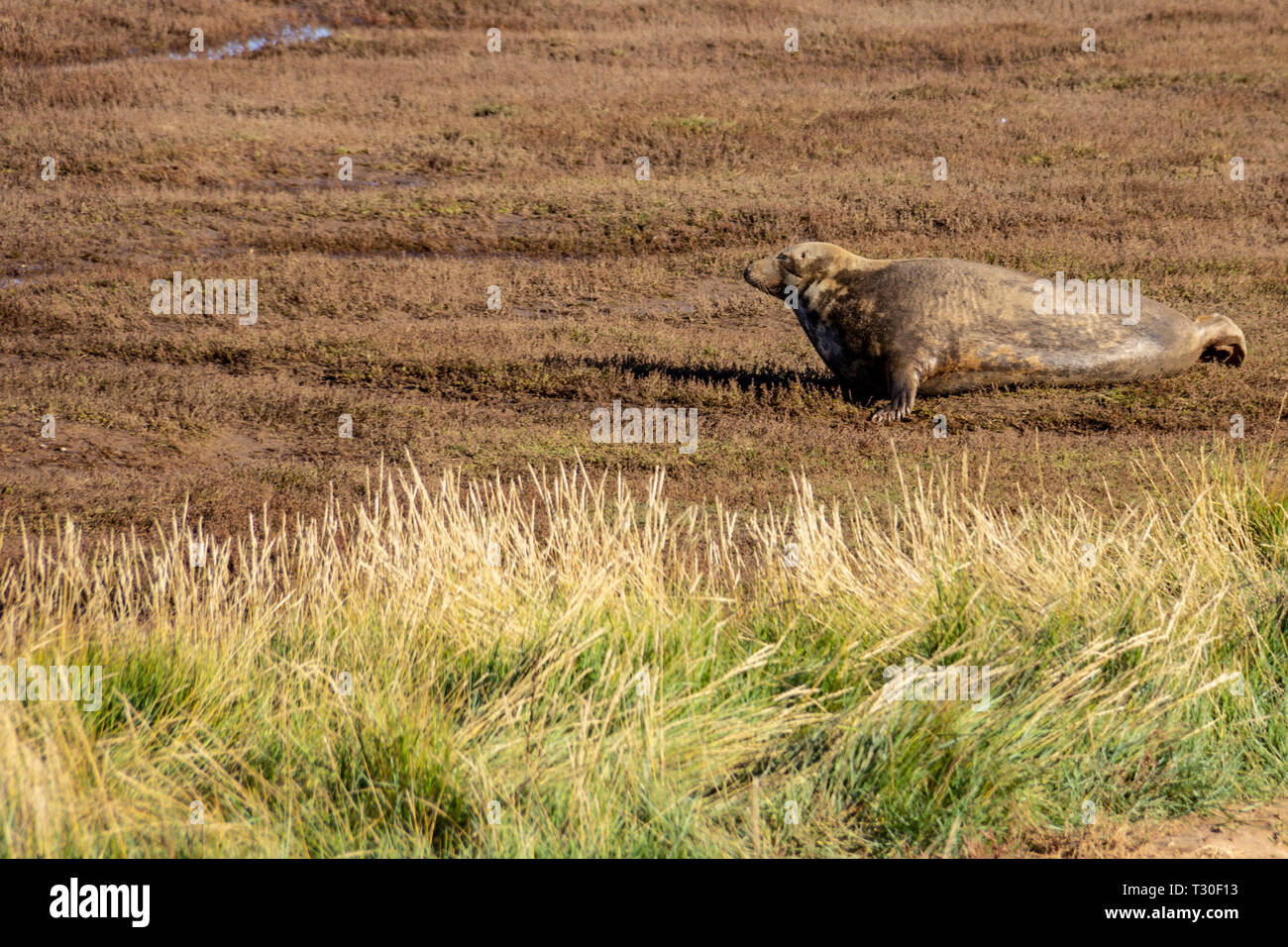 Le foche grigie convergono su Donna Nook nella riserva naturale del Lincolnshire, England, Regno Unito a dare alla luce i loro cuccioli Foto Stock