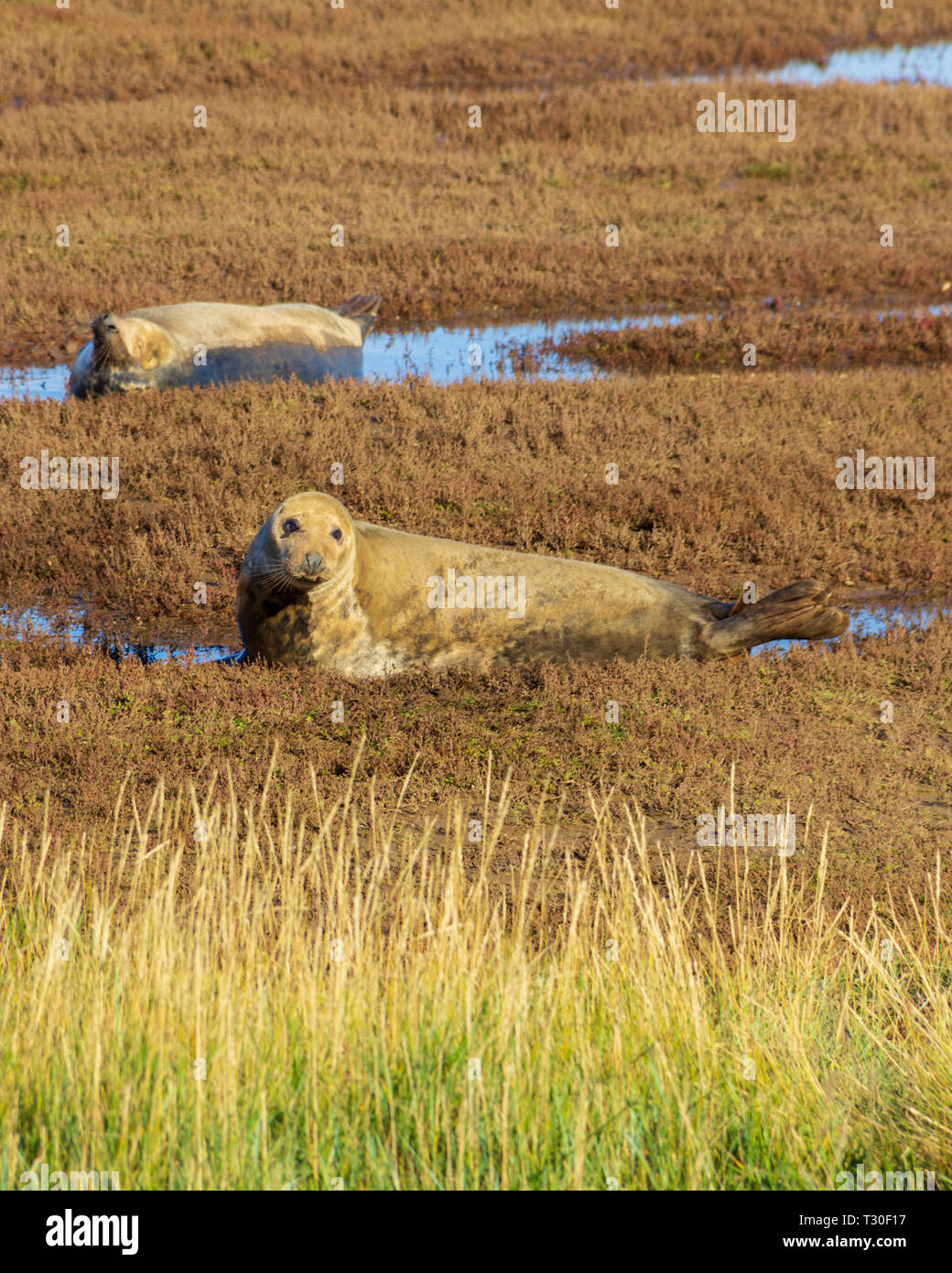 Le foche grigie convergono su Donna Nook nella riserva naturale del Lincolnshire, England, Regno Unito a dare alla luce i loro cuccioli Foto Stock