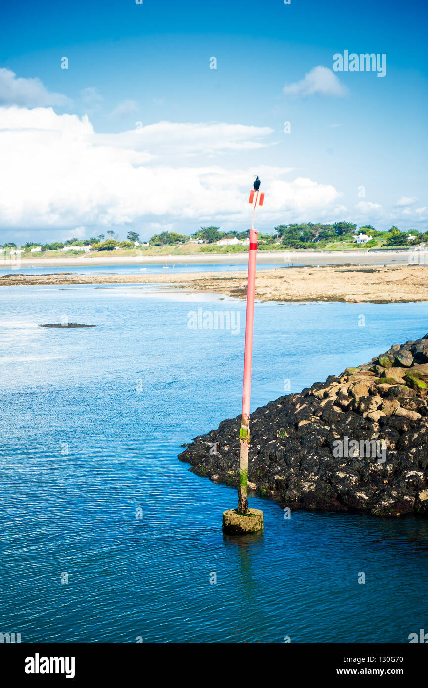 Cormoran su un palo in mare di essiccazione al sole in estate sull'isola di Noirmouiter Foto Stock