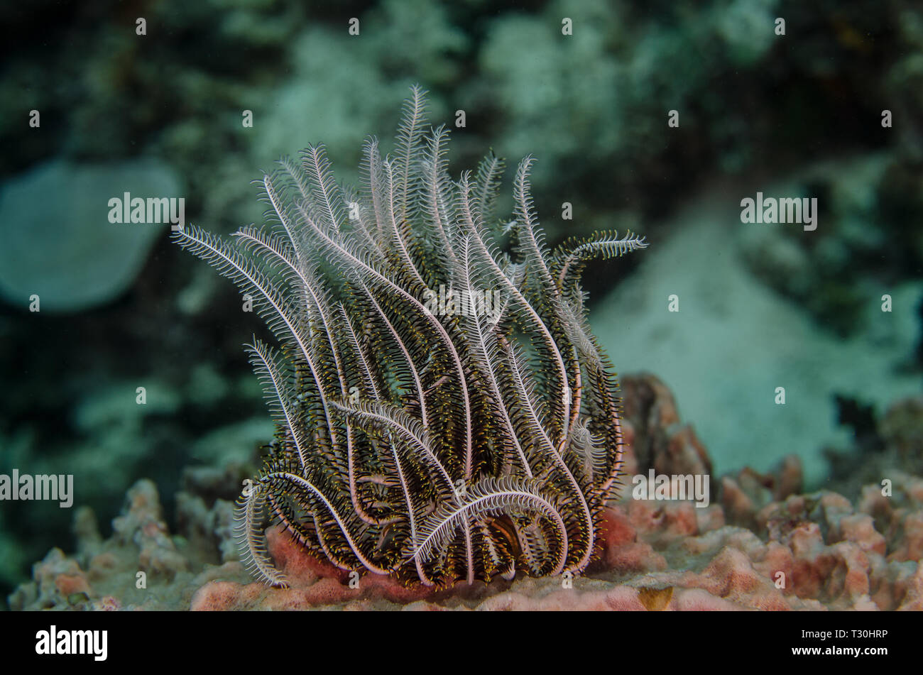 Straordinaria stelle piuma, Comanthus mirabilis, Comasteridae, Anilao, Batangas, Filippine, Mare delle Filippine, oceano pacifico, in Asia Foto Stock