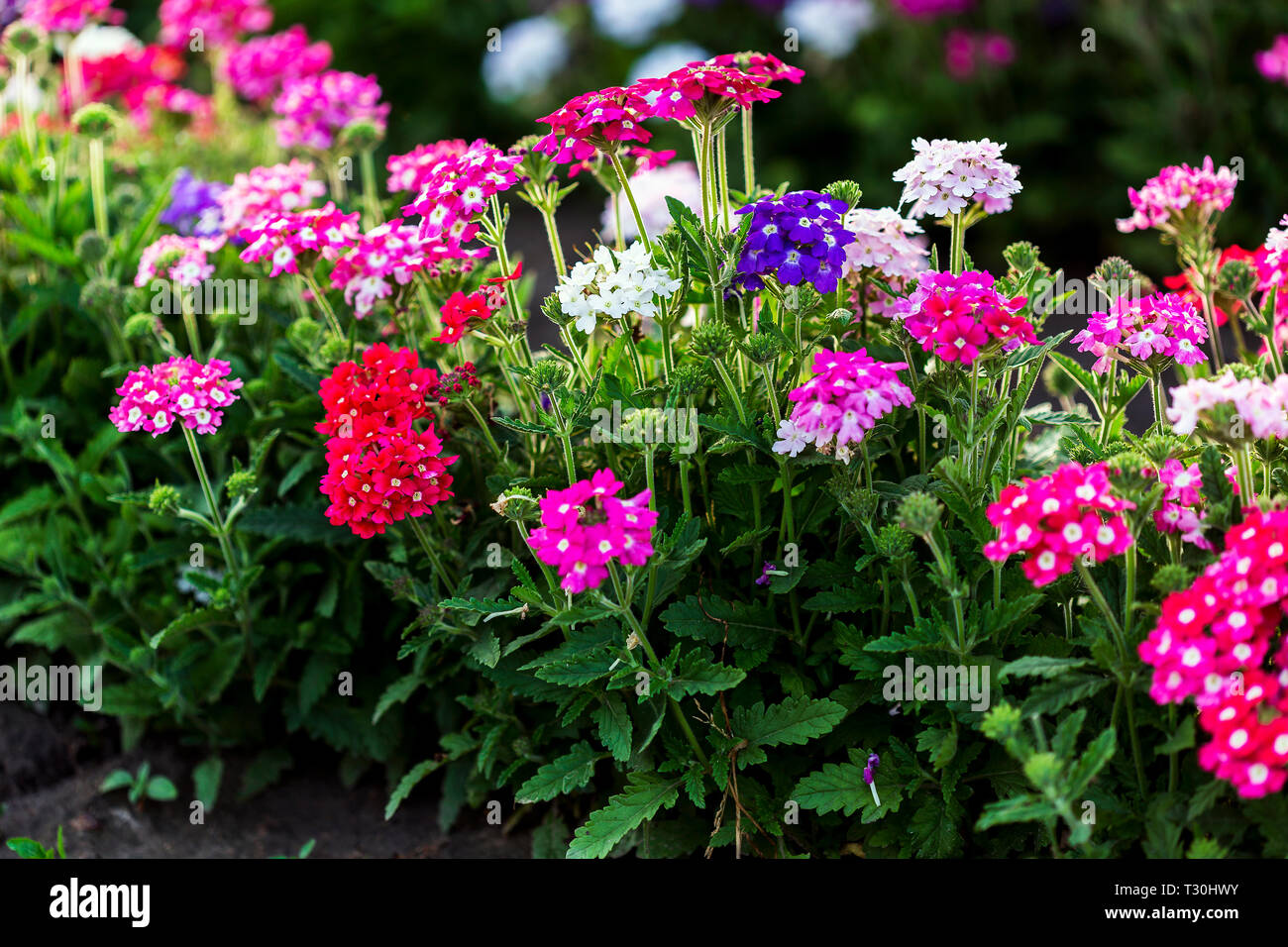 Fiori stagionali immagini e fotografie stock ad alta risoluzione - Alamy