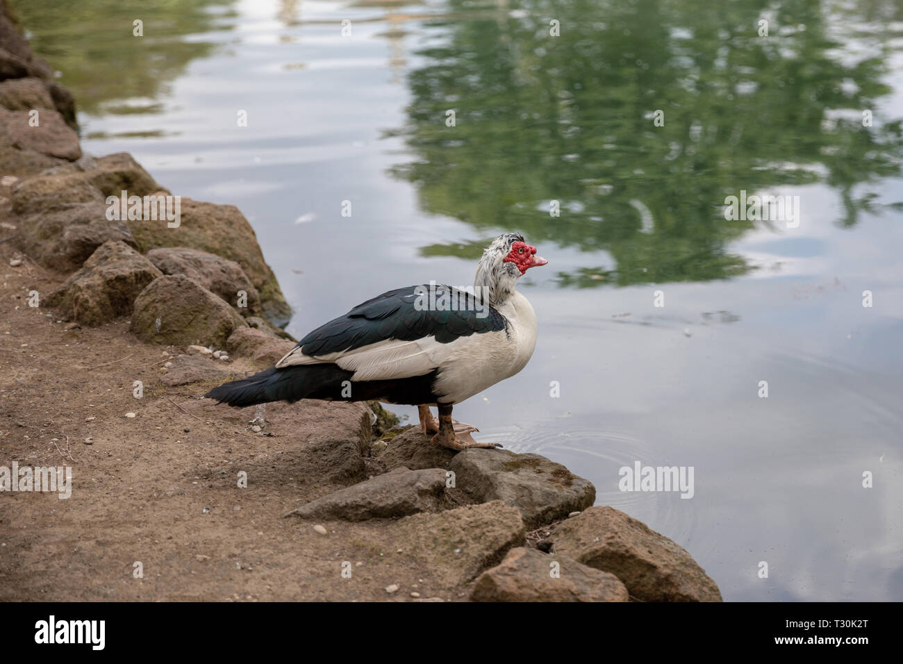 Duck bevande acqua nel lago del parco nazionale in Roma, Italia. Estate e giornata di sole Foto Stock