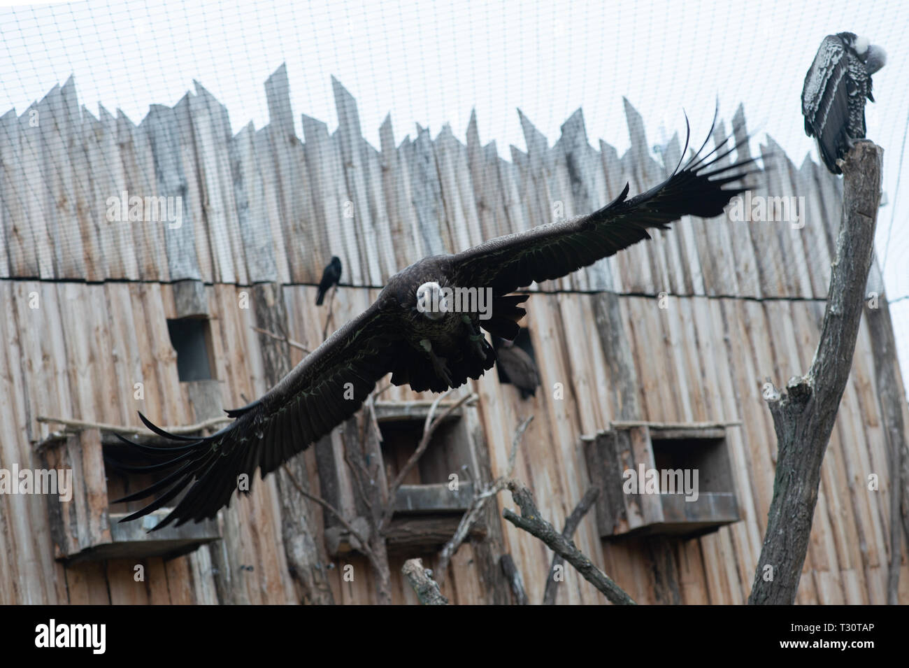 Magdeburg, Germania. 05 apr, 2019. Un passero avvoltoio vola attraverso la walk-in voliera. A Magdeburg Zoo, il 'animale vicino stagione' inizia durante il fine settimana. Lo zoo presenta quindi le specie animali a presentazioni e le alimentazioni degli animali in un totale di dodici walk-in involucri di origine animale. Credito: Klaus-Dietmar Gabbert/dpa-Zentralbild/ZB/dpa/Alamy Live News Foto Stock