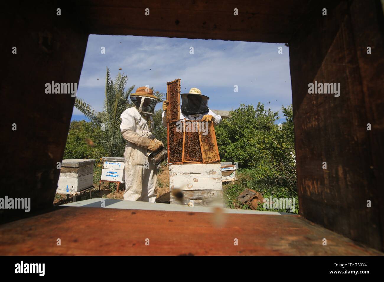 (190405) -- LA STRISCIA DI GAZA, 5 aprile 2019 (Xinhua) -- palestinesi apicoltori usano un fumatore di calmare le api prima di rimuovere i vassoi da un alveare per raccogliere il miele ad una fattoria api nel sud della striscia di Gaza città di Rafah, 5 aprile 2019. Ci sono 150 alveari in questa fattoria api. Essa produce miele una volta l'anno e i prodotti vengono venduti solo nella Striscia di Gaza. (Xinhua/Khaled Omar) Foto Stock