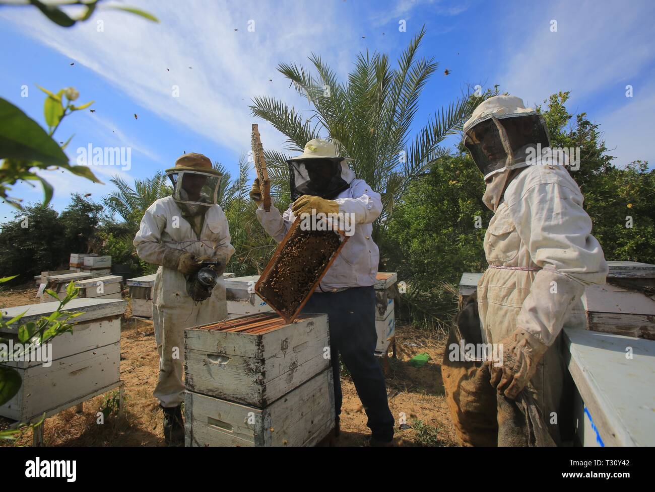 (190405) -- LA STRISCIA DI GAZA, 5 aprile 2019 (Xinhua) -- palestinesi apicoltori usano un fumatore di calmare le api prima di rimuovere i vassoi da un alveare per raccogliere il miele ad una fattoria api nel sud della striscia di Gaza città di Rafah, 5 aprile 2019. Ci sono 150 alveari in questa fattoria api. Essa produce miele una volta l'anno e i prodotti vengono venduti solo nella Striscia di Gaza. (Xinhua/Khaled Omar) Foto Stock