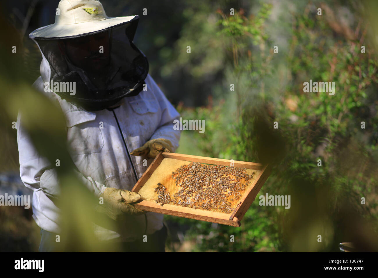 (190405) -- LA STRISCIA DI GAZA, 5 aprile 2019 (Xinhua) -- Un apicoltore palestinese controlla un alveare in una fattoria api nel sud della striscia di Gaza città di Rafah, 5 aprile 2019. Ci sono 150 alveari in questa fattoria api. Essa produce miele una volta l'anno e i prodotti vengono venduti solo nella Striscia di Gaza. (Xinhua/Khaled Omar) Foto Stock