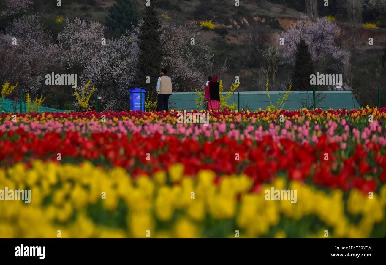 3 aprile 2019 - Bambini e adulti a piedi attraverso i colorati e profumati fiori di tulipani a Indira Gandhi Memorial Tulip Garden a Srinagar, in indiano Kashmir amministrato il 3 aprile 2019. Il giardino, che si trova sulle colline pedemontane del Zabarwan gamma, è costruito su un terreno in pendenza di 7 terrazze e si sviluppa su una superficie di circa 30 ettari, affacciato sullo splendido dal lago. Si è ritenuto in Asia il più grande giardino di tulipani, ed è la casa di 46 varietà di tulipani, che coprono le aree principali dello spazio, ma anche per altre specie di fiori. Il giardino è stato costruito in 2 Foto Stock