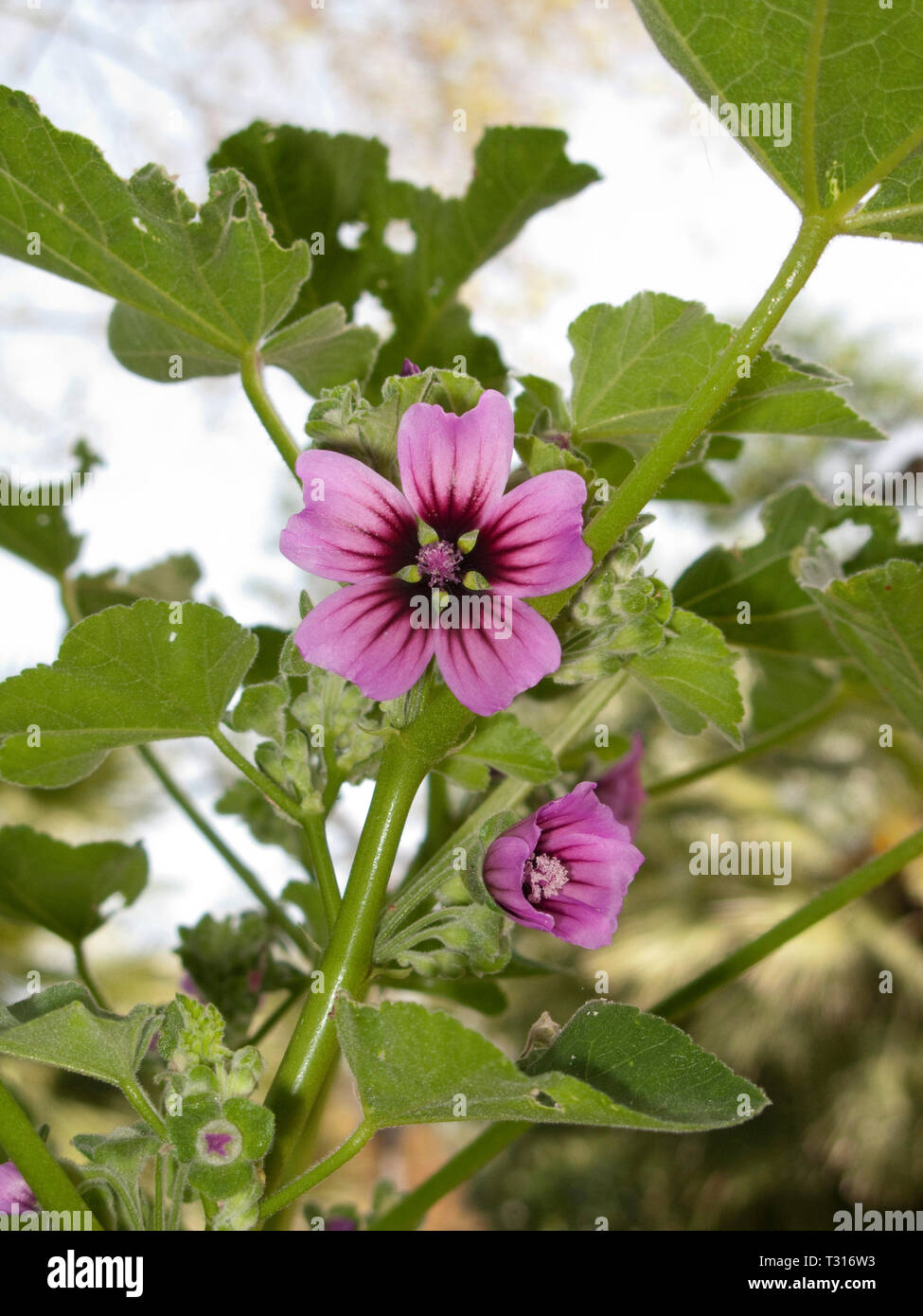 Malva arborea Foto Stock