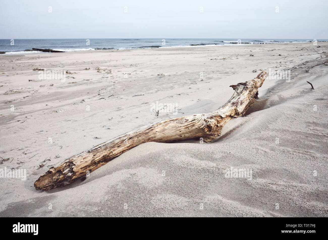 Nei toni del colore di una foto di un pezzo di legno su una spiaggia, il fuoco selettivo. Foto Stock