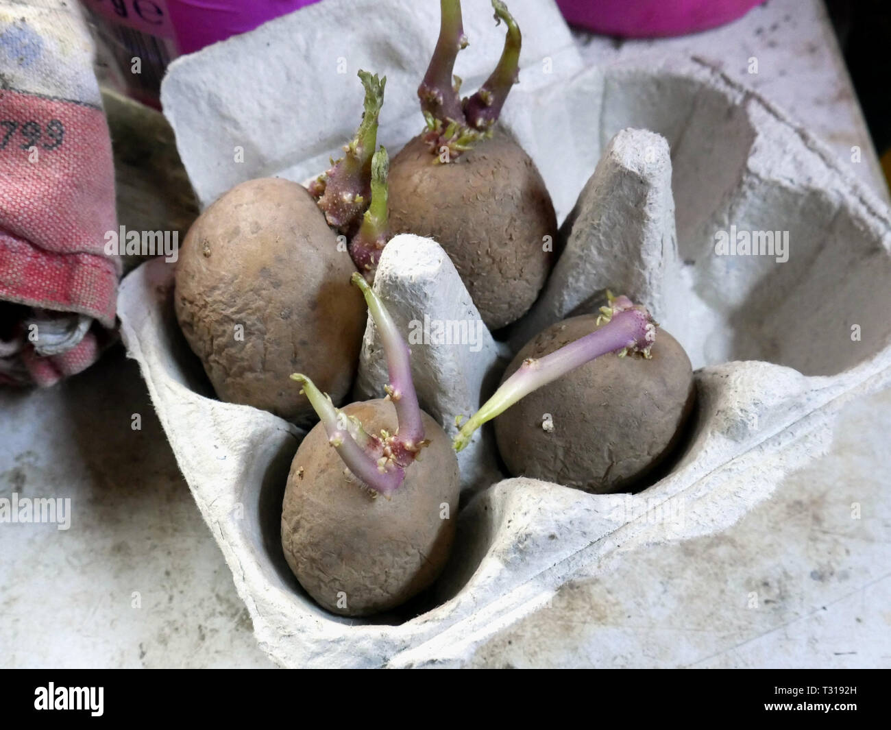 Tuberi-seme di patate in una scatola di uovo riciclata pronta per la semina Foto Stock