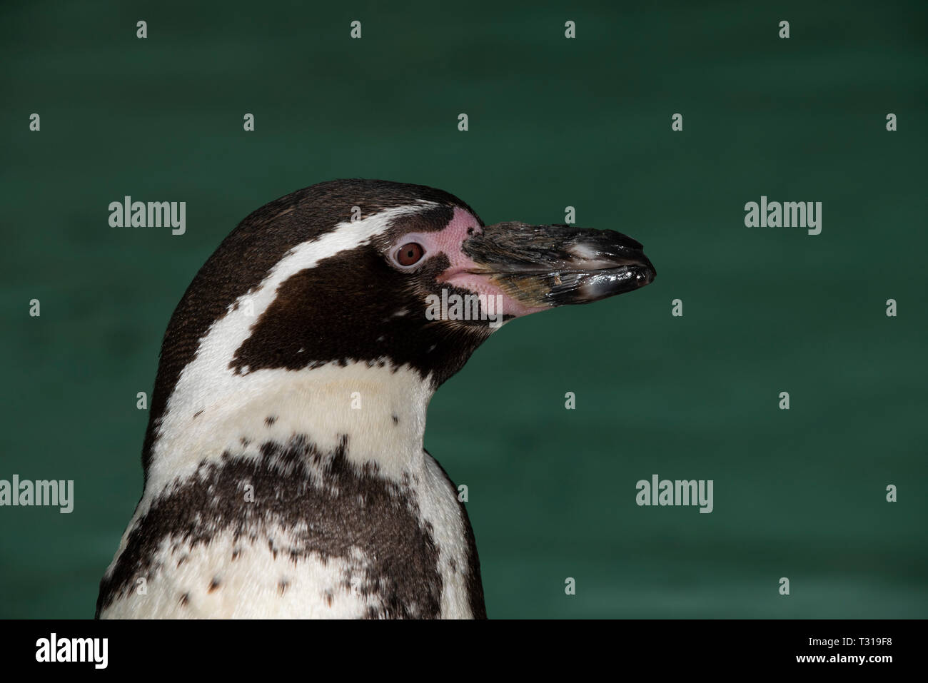 Pinguini Humboldt: Spheniscus Humboldti Foto Stock