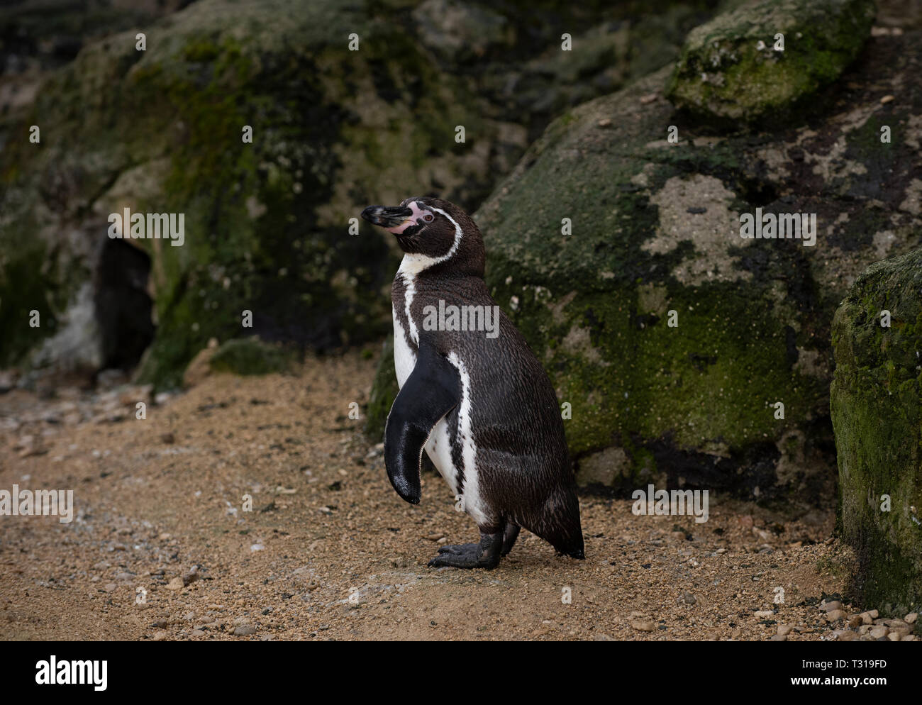 Pinguini Humboldt: Spheniscus Humboldti Foto Stock