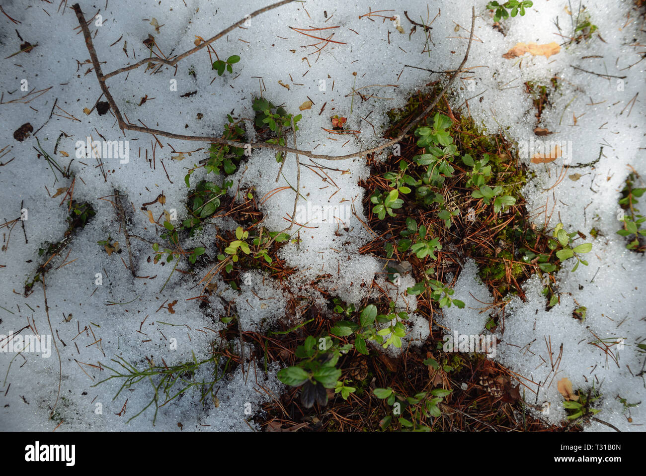 La Taiga foresta su una soleggiata giornata di primavera. Scongelate patch con cespugli di mirtilli rossi su di esso. Foto Stock