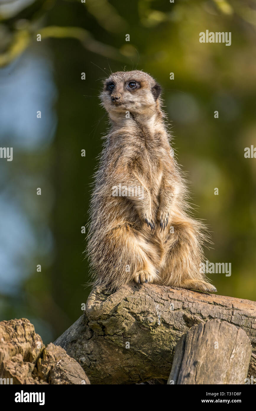 Meerkat permanente sulla pattuglia guardando fuori dei predatori. Foto Stock