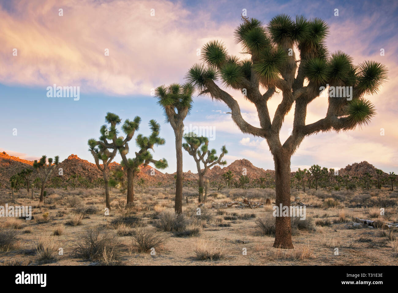 Sunrise glow in California's Joshua Tree National Park dove i diversi ecosistemi del Mojave e Colorado deserti soddisfare. Foto Stock