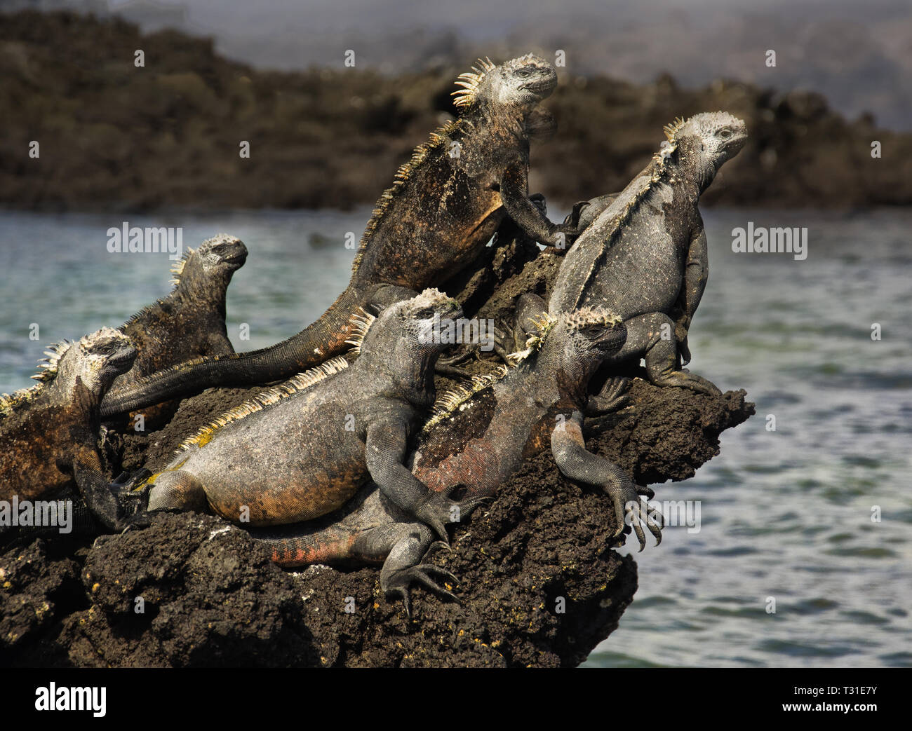 Sud America, Ecuador Isole Galapagos, Fernandina, Marine Iguana, Amblyrhynchus cristatus Foto Stock