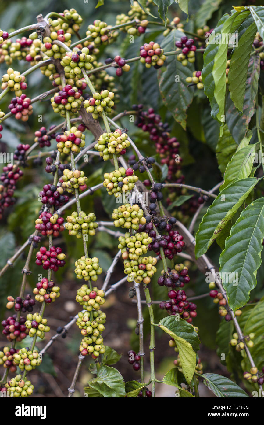 I chicchi di caffè che cresce sull'impianto Foto Stock