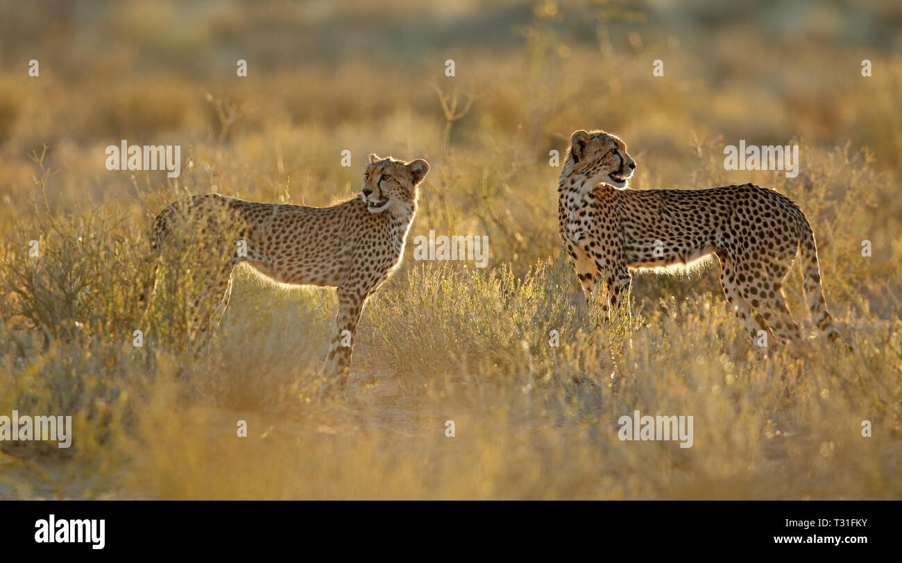 Una coppia di ghepardi (Acinonyx jubatus) in habitat naturale, deserto Kalahari, Sud Africa Foto Stock