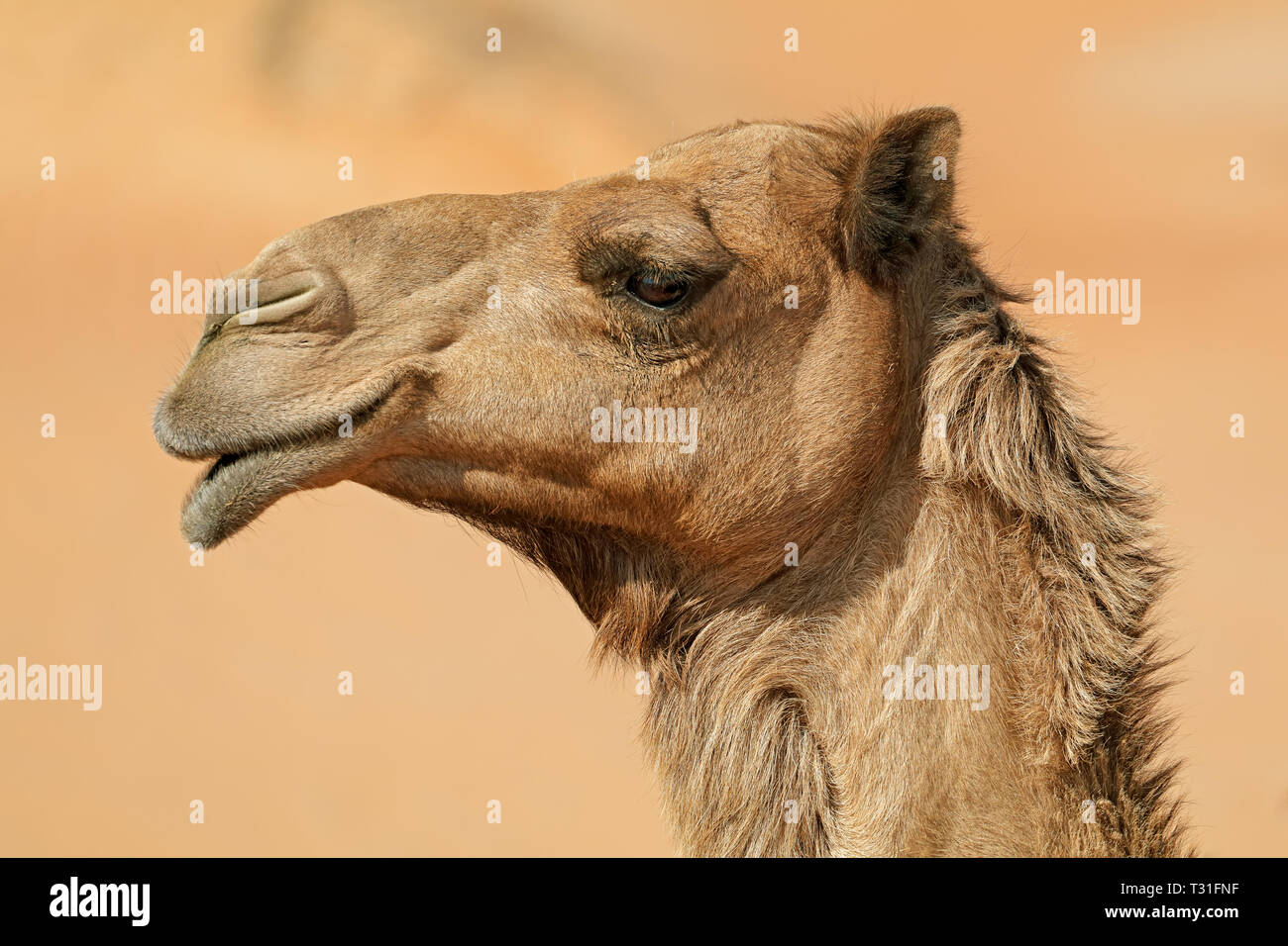 Close-up verticale di un uno-humped camel (Camelus dromedarius), la penisola arabica Foto Stock