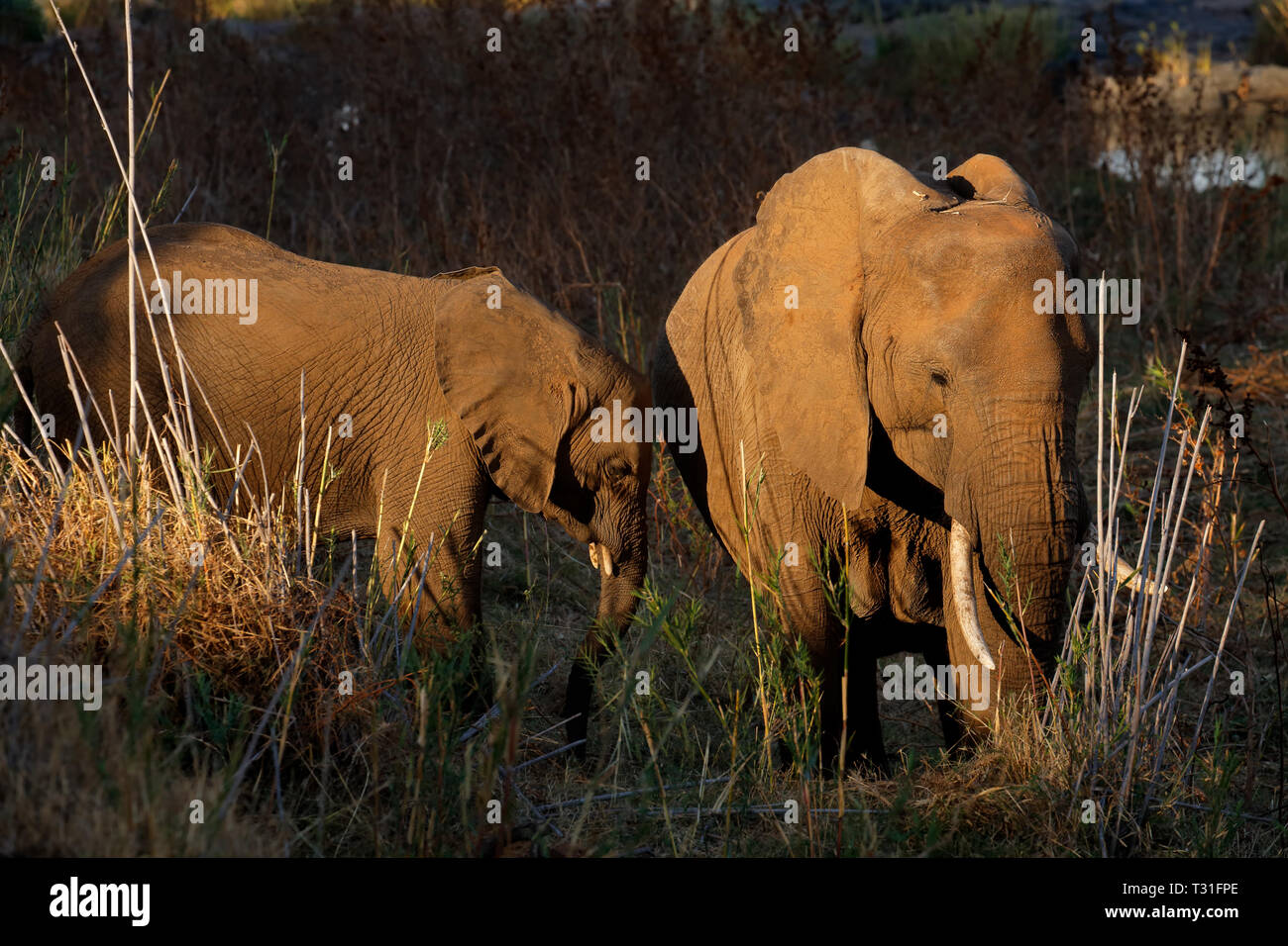 L'elefante africano (Loxodonta africana) alimentazione, Kruger National Park, Sud Africa Foto Stock