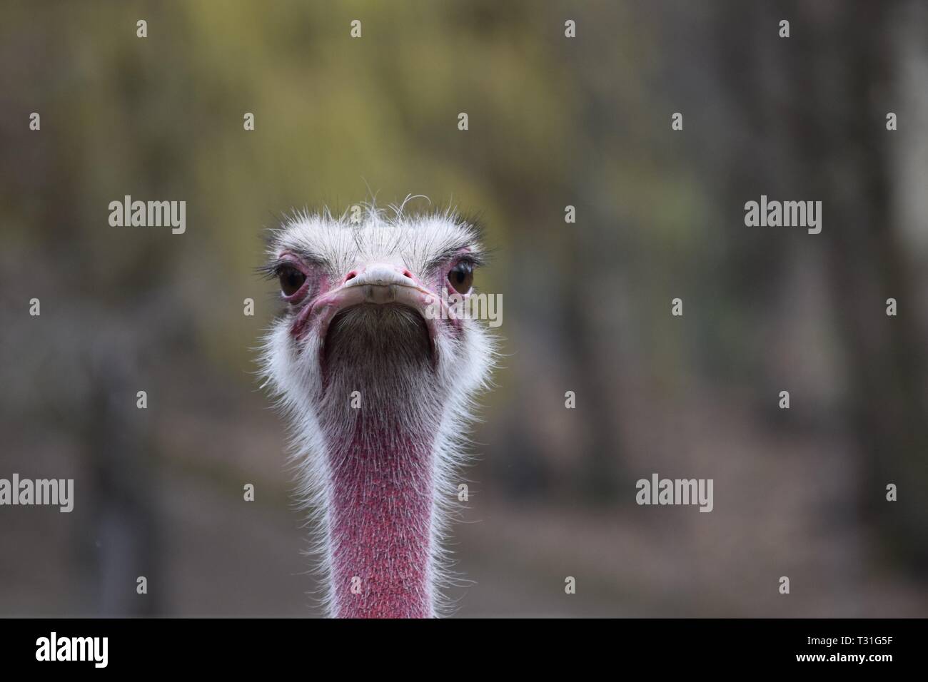 Ostrich sembra infastidito Foto Stock