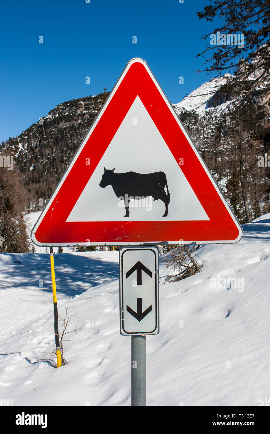 Foto di una mucca traffico segno europeo (triangolo rosso) con le montagne sullo sfondo . Diffidate di mucca. Un cartello di avviso con allevamento di bestiame su strada europea sy Foto Stock