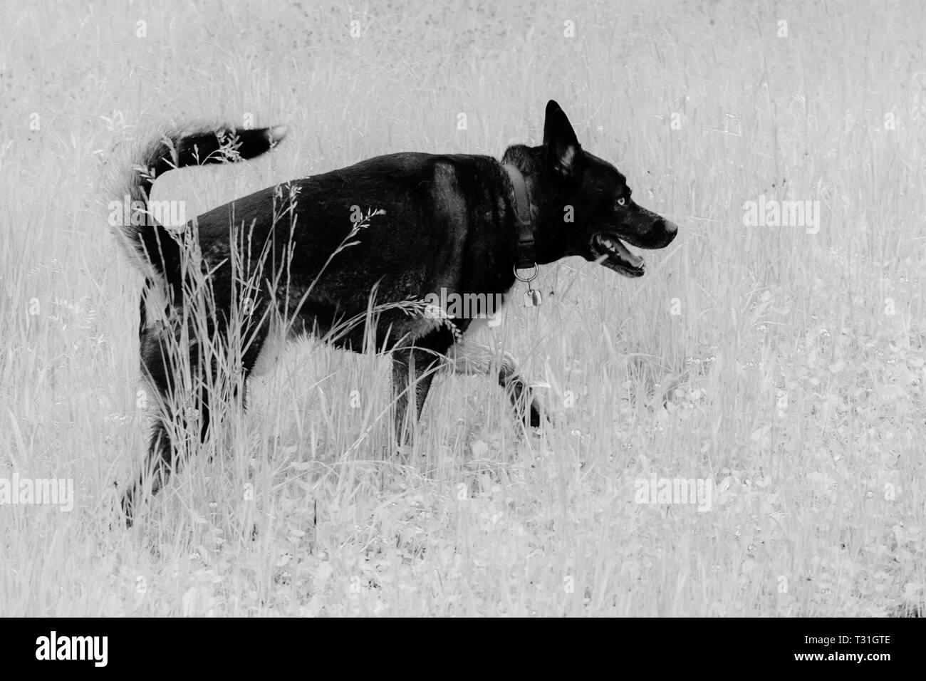 Un cane in erba in bianco e nero Foto Stock