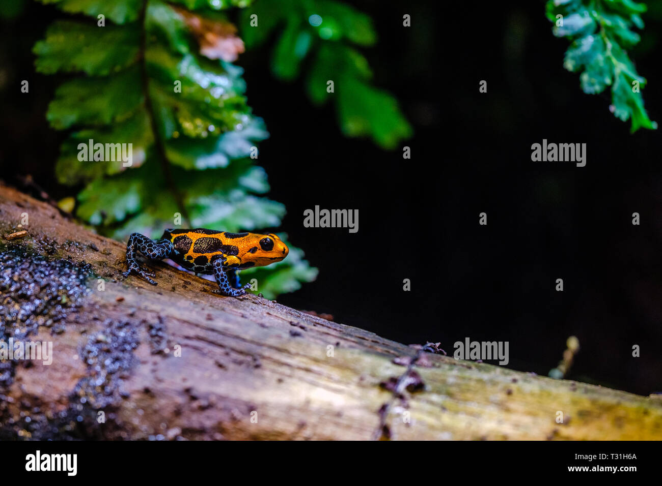 Poison dart frog, Arancio Blu animali velenosi dalla foresta amazzonica del Perù Foto Stock