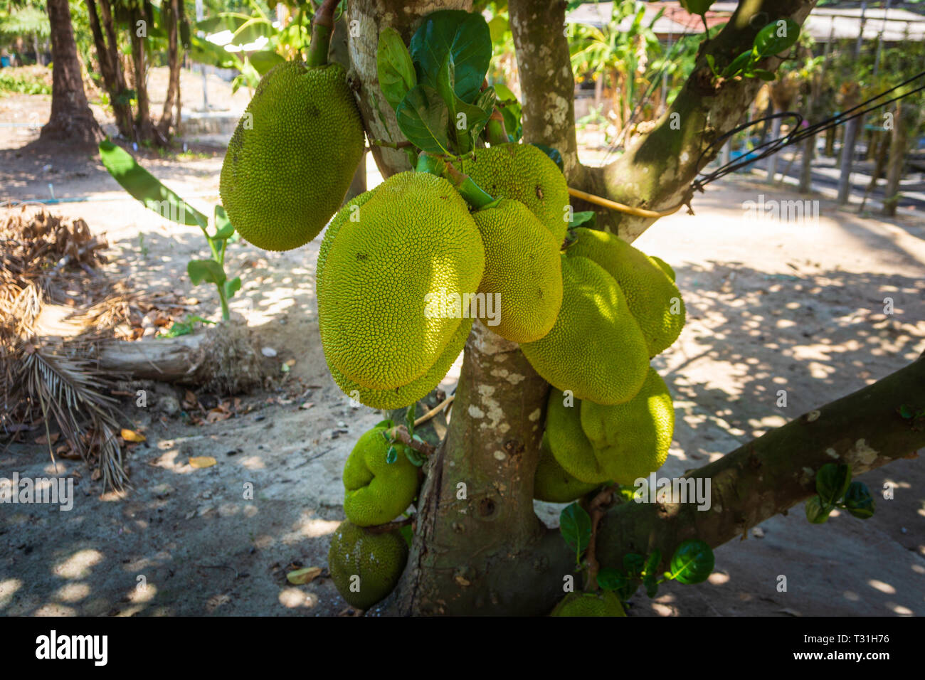 Materie durians cresce sugli alberi, Durian, re piantagione di frutta tropicale in Tailandia Foto Stock Materie durians cresce sugli alberi, Durian, re piantagione di frutta tropicale in Tailandia Foto Stock