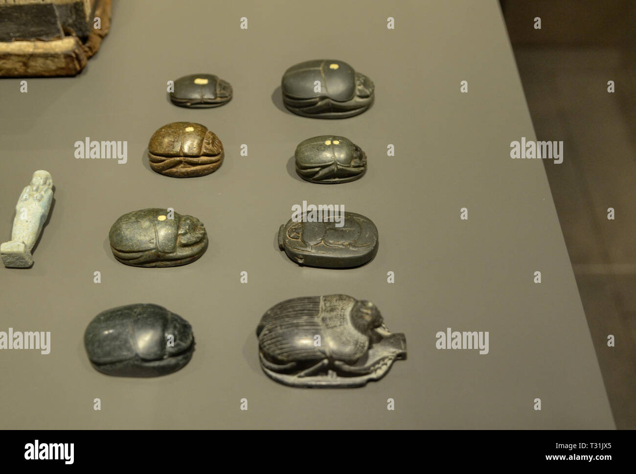 Torino, Piemonte, Italia. Marzo 2019. Presso il museo egizio, esposizione della sacra scarabei. Foto Stock