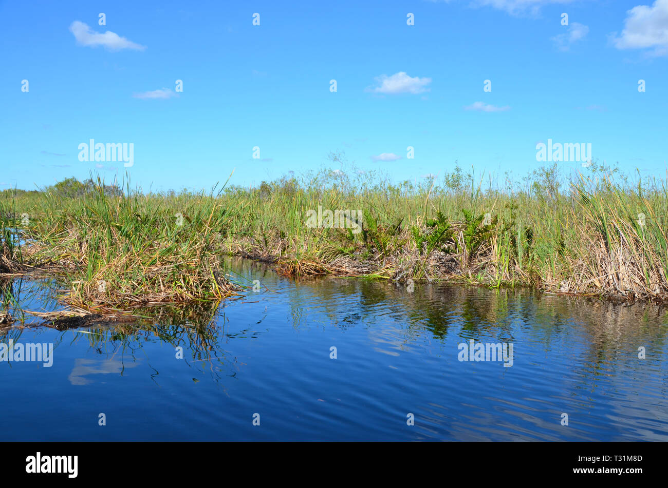 Everglades National Park Florida USA Foto Stock