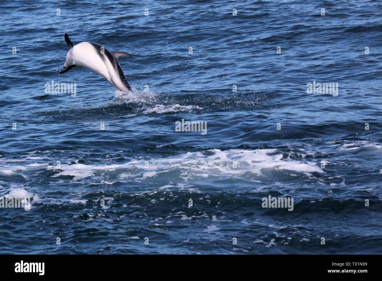 I delfini divertendosi nell'oceano durante il whale watching trip - Nuova Zelanda, Kaikōura Foto Stock