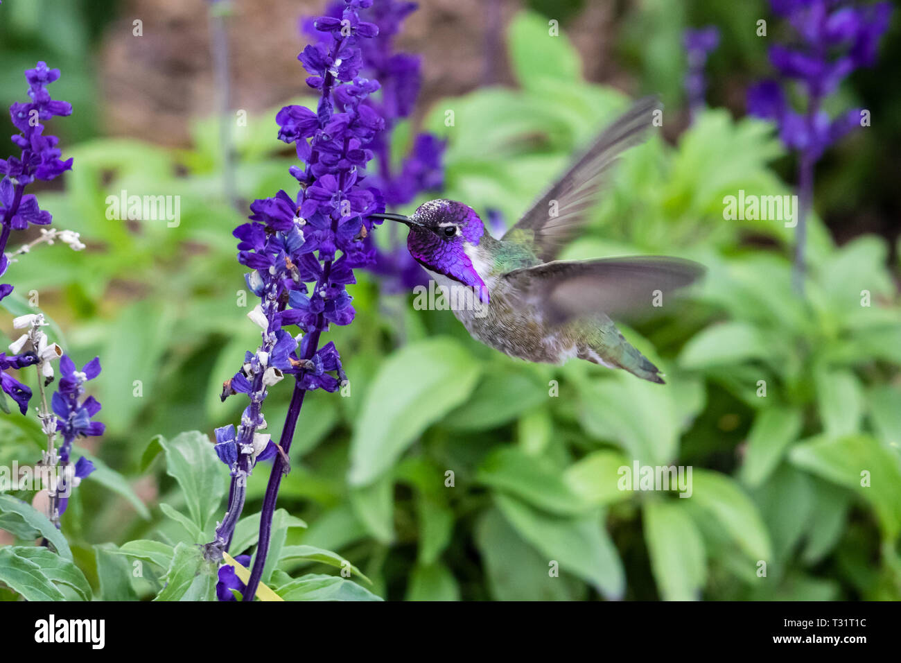 Costa (Hummingbird calypte costae) in bilico; luminoso testa viola, alimentando sui fiori viola. In Arizona deserto di Sonora. Foto Stock