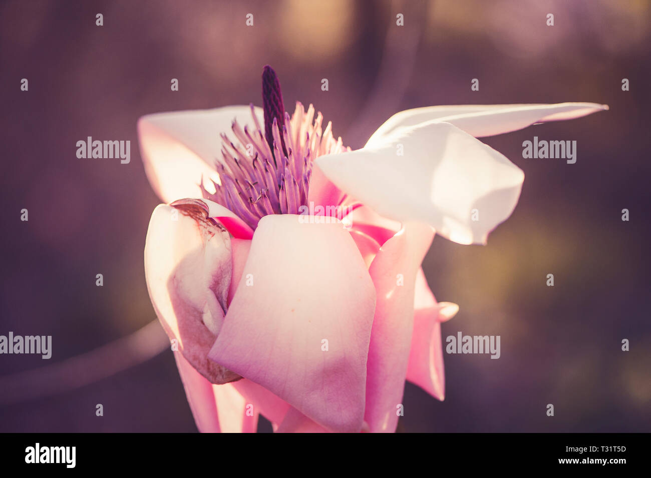 Fiori di magnolia rosa in una macro immagine Foto Stock