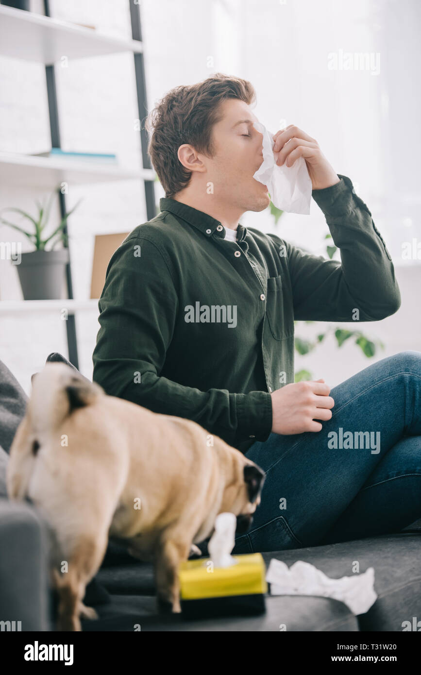 Messa a fuoco selettiva dell'uomo allergico al cane starnuti vicino pug a casa Foto Stock