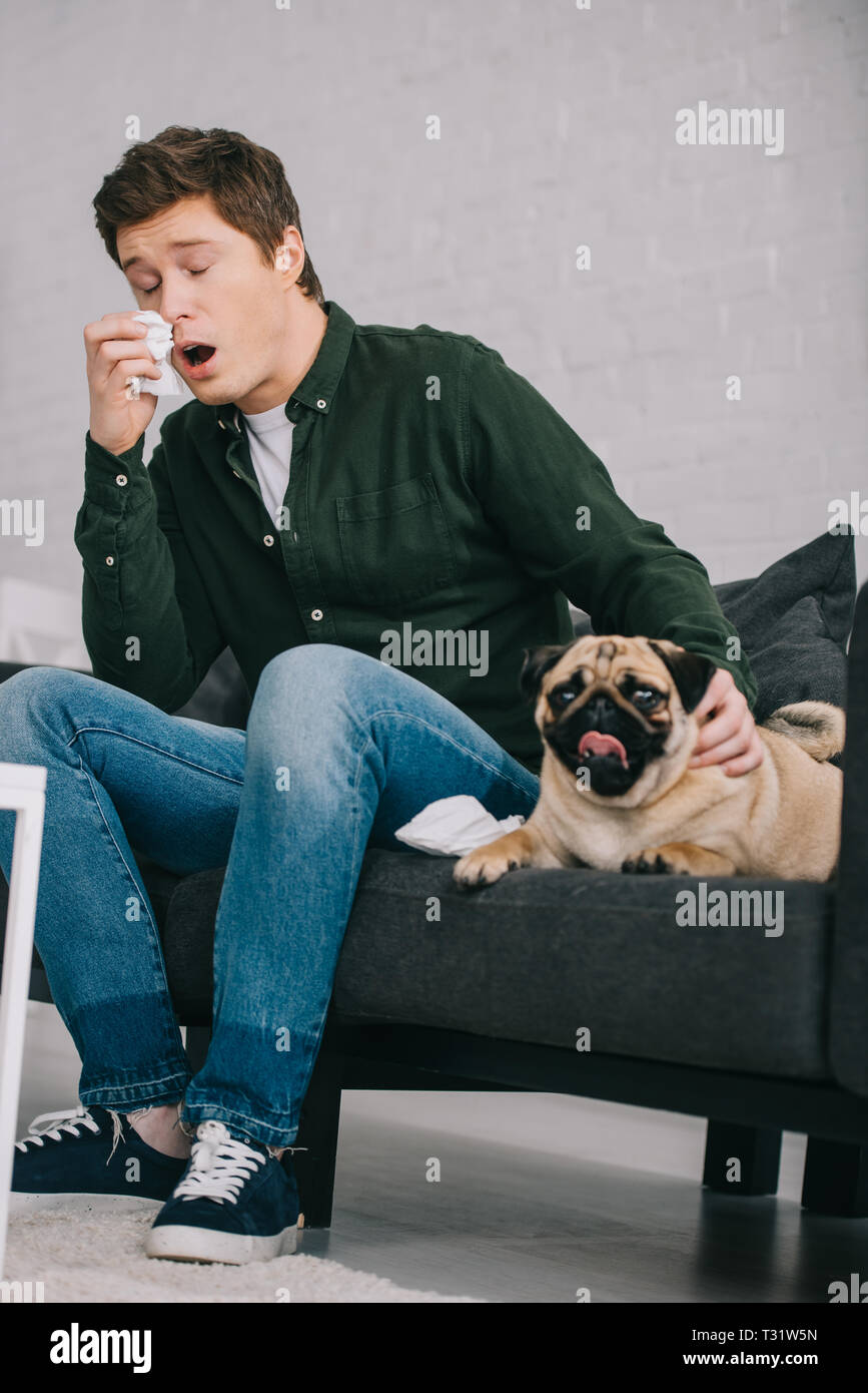 L'uomo allergico al cane starnuti mentre è seduto con cute pug sul divano Foto Stock