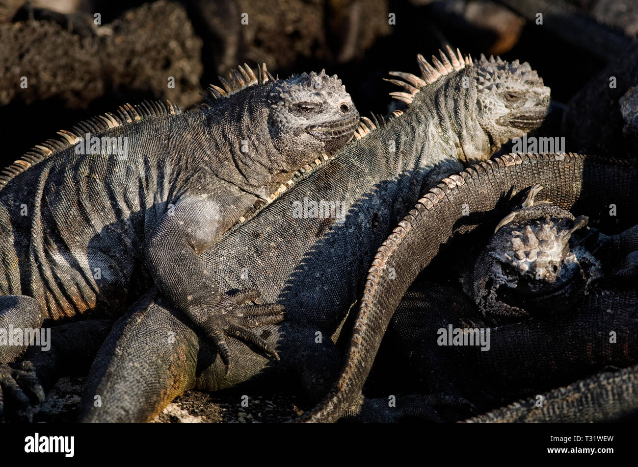 Sud America, Ecuador Isole Galapagos, Fernandina Island, Marine Iguana, Amblyrhynchus cristatus Foto Stock