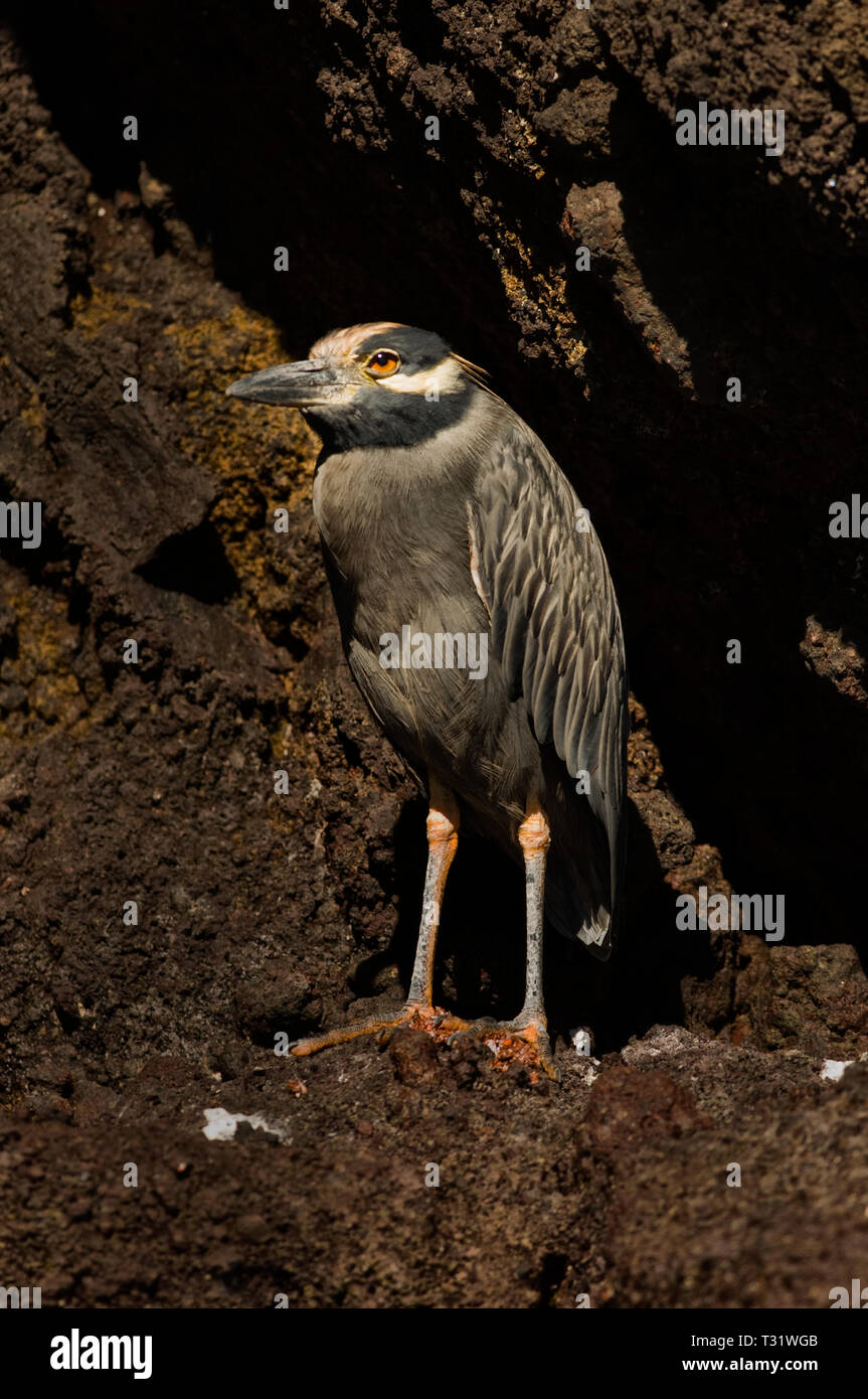 Sud America, Ecuador Isole Galapagos, isola di Santiago, giallo-incoronato Nitticora, Nyctanassa violacea Foto Stock