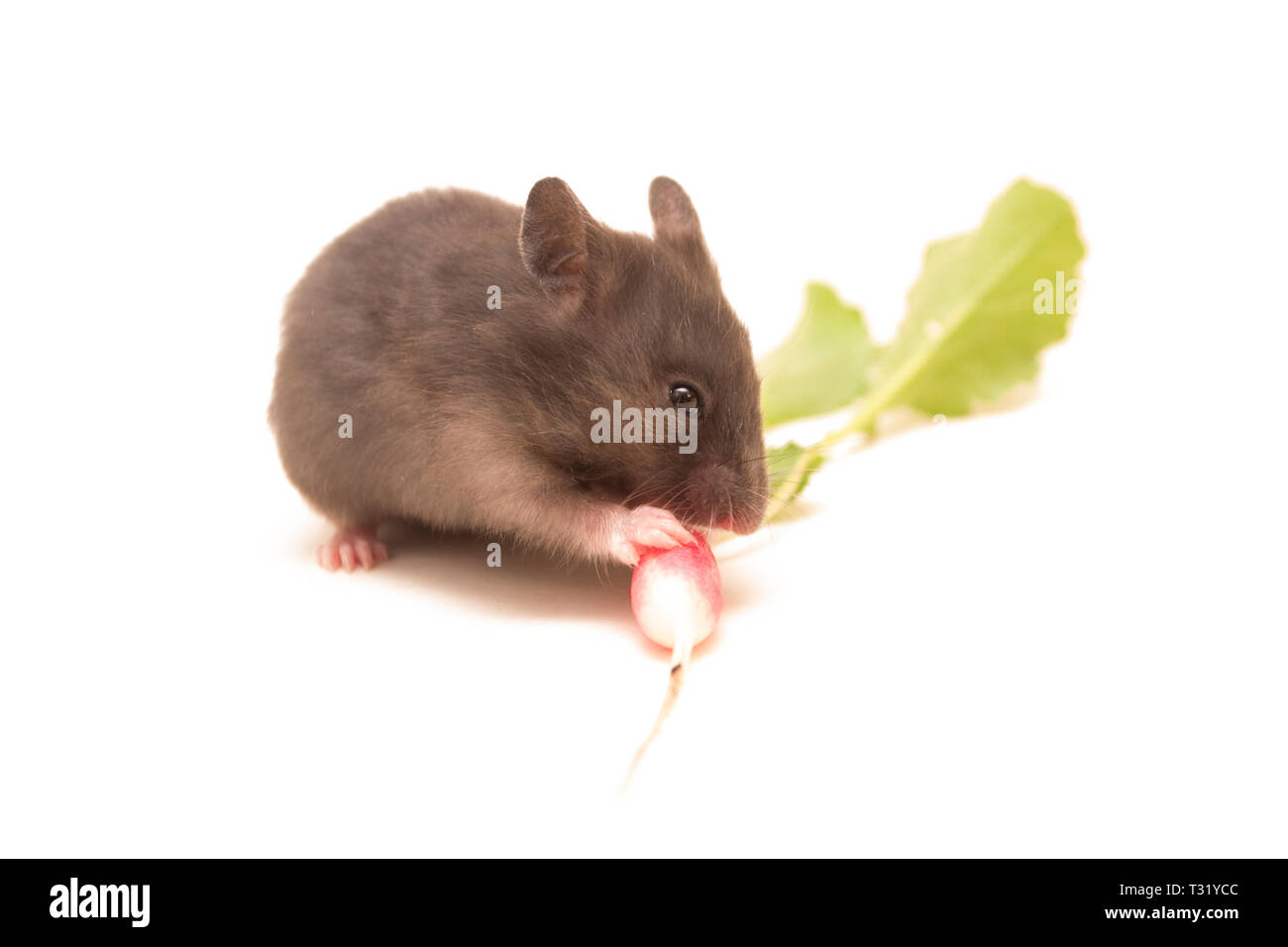Nero criceto siriano di mangiare il ravanello isolato su bianco. Foto Stock