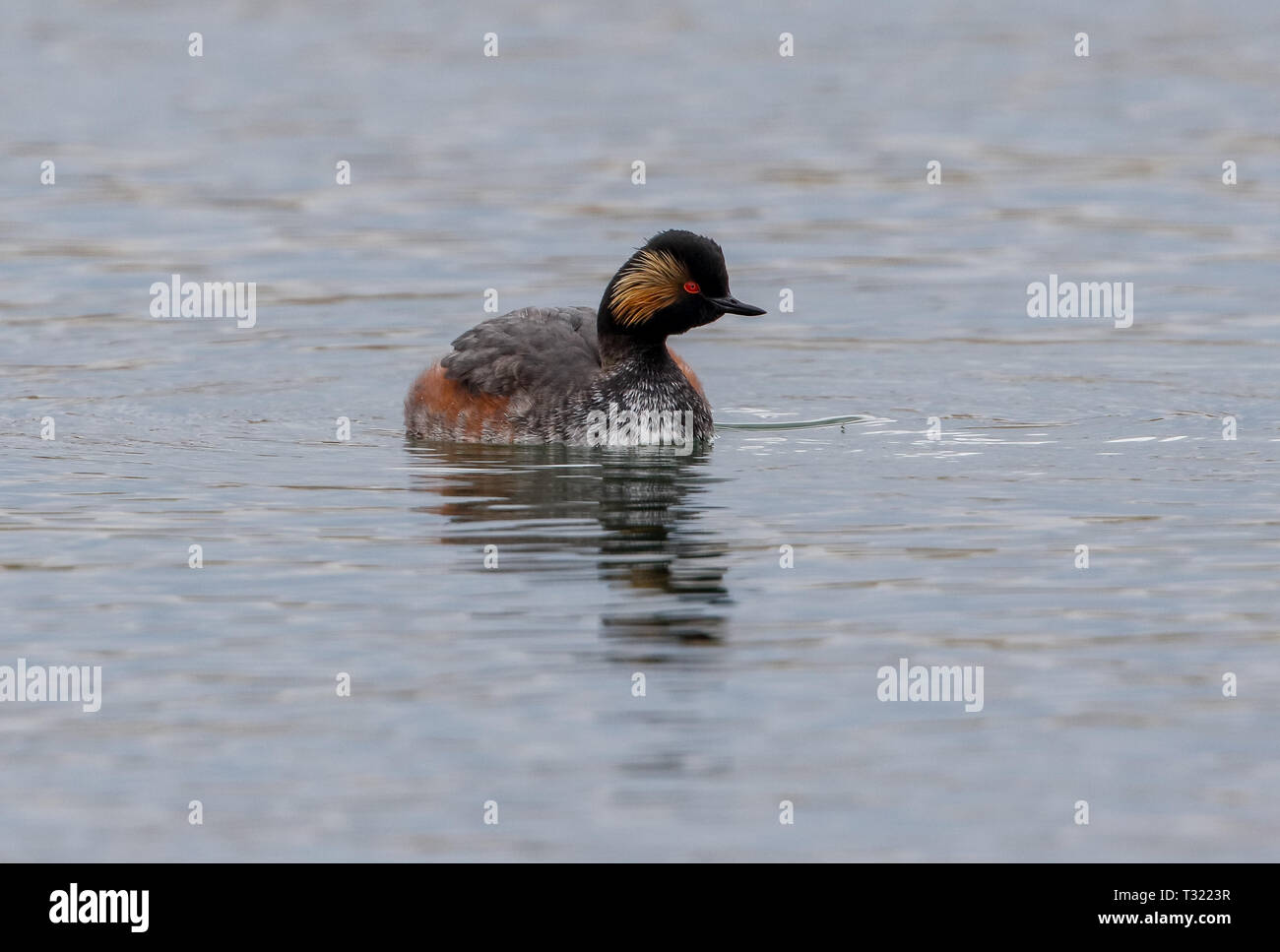 Collo Nero svasso (Podiceps niricollis) Foto Stock