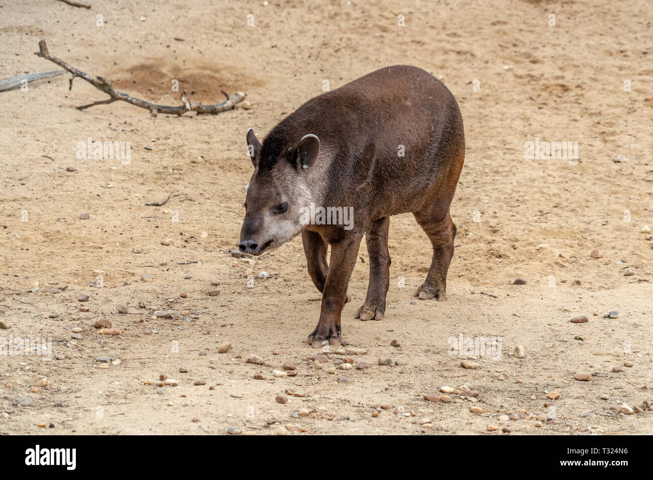 Il tapiro mentre venendo a voi Foto Stock