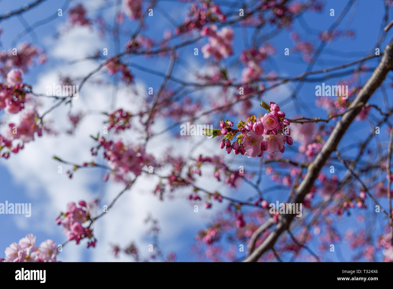 Rosa fiori di ciliegio in primavera, Foto Stock