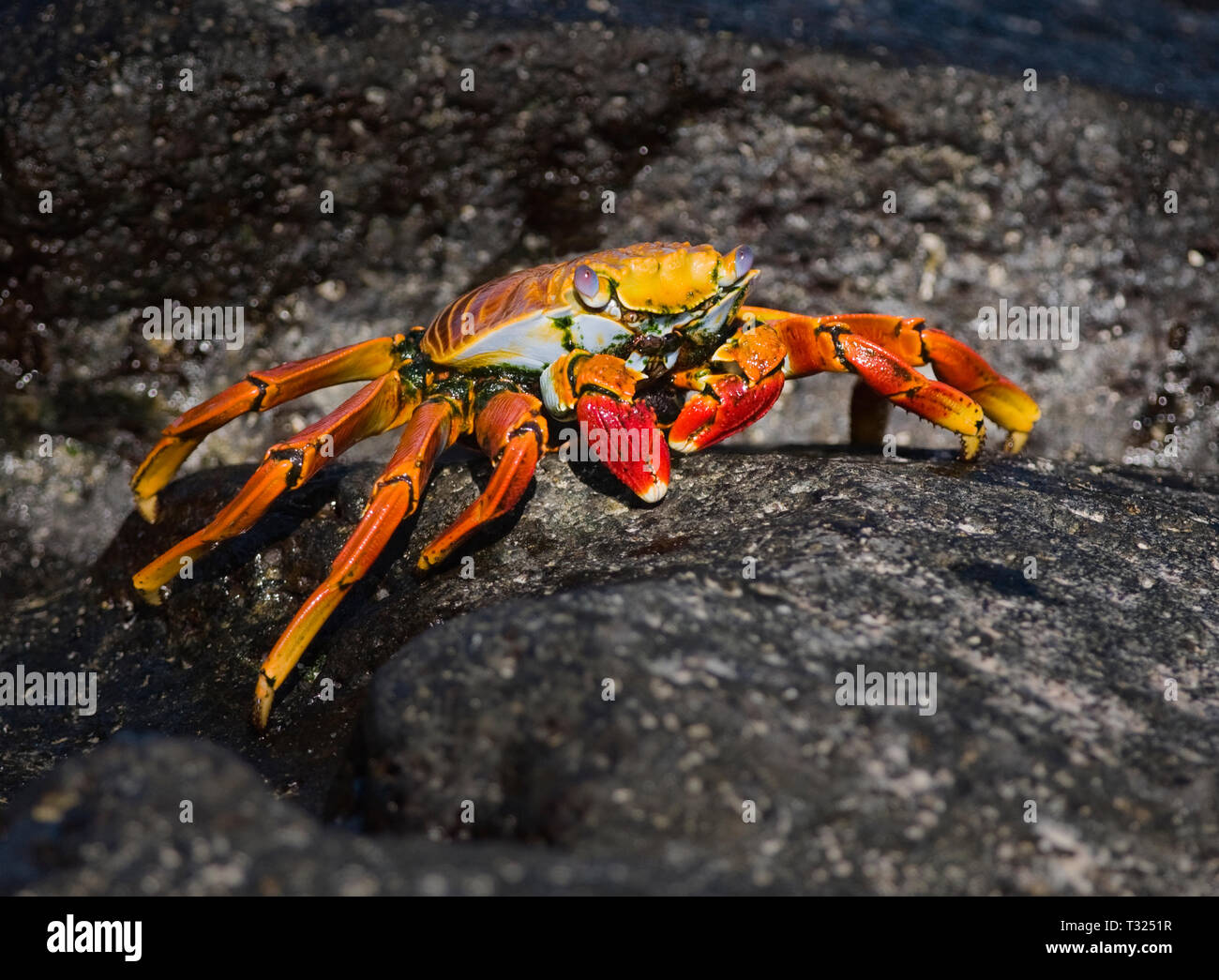 Sud America, Ecuador Isole Galapagos, Genovesa Island, Sally Lightfoot Crab Grapsus grapsus Foto Stock