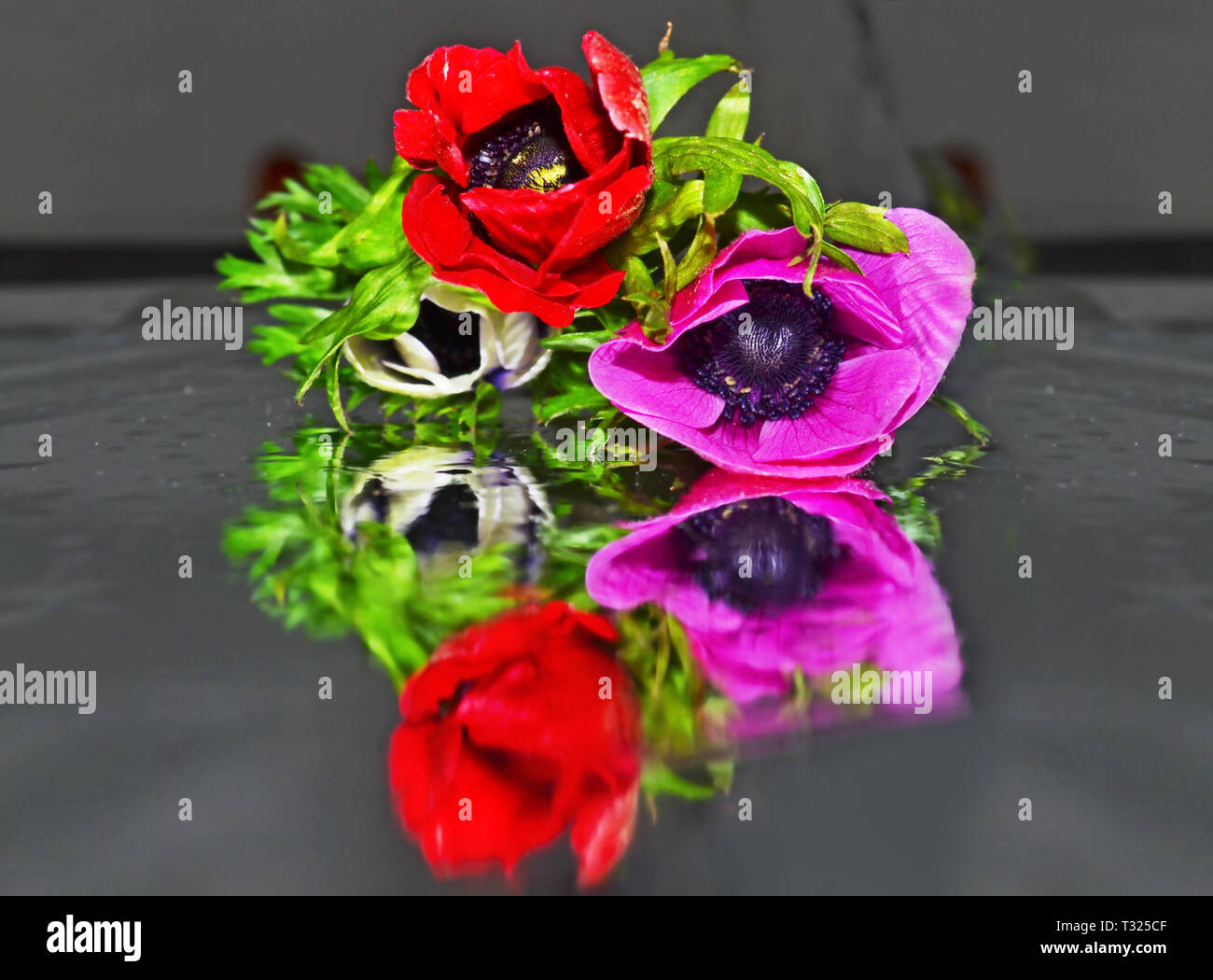 Close up di fioritura di Anemoni riflessa sul tavolo - anemone coronaria su sfondo scuro Foto Stock