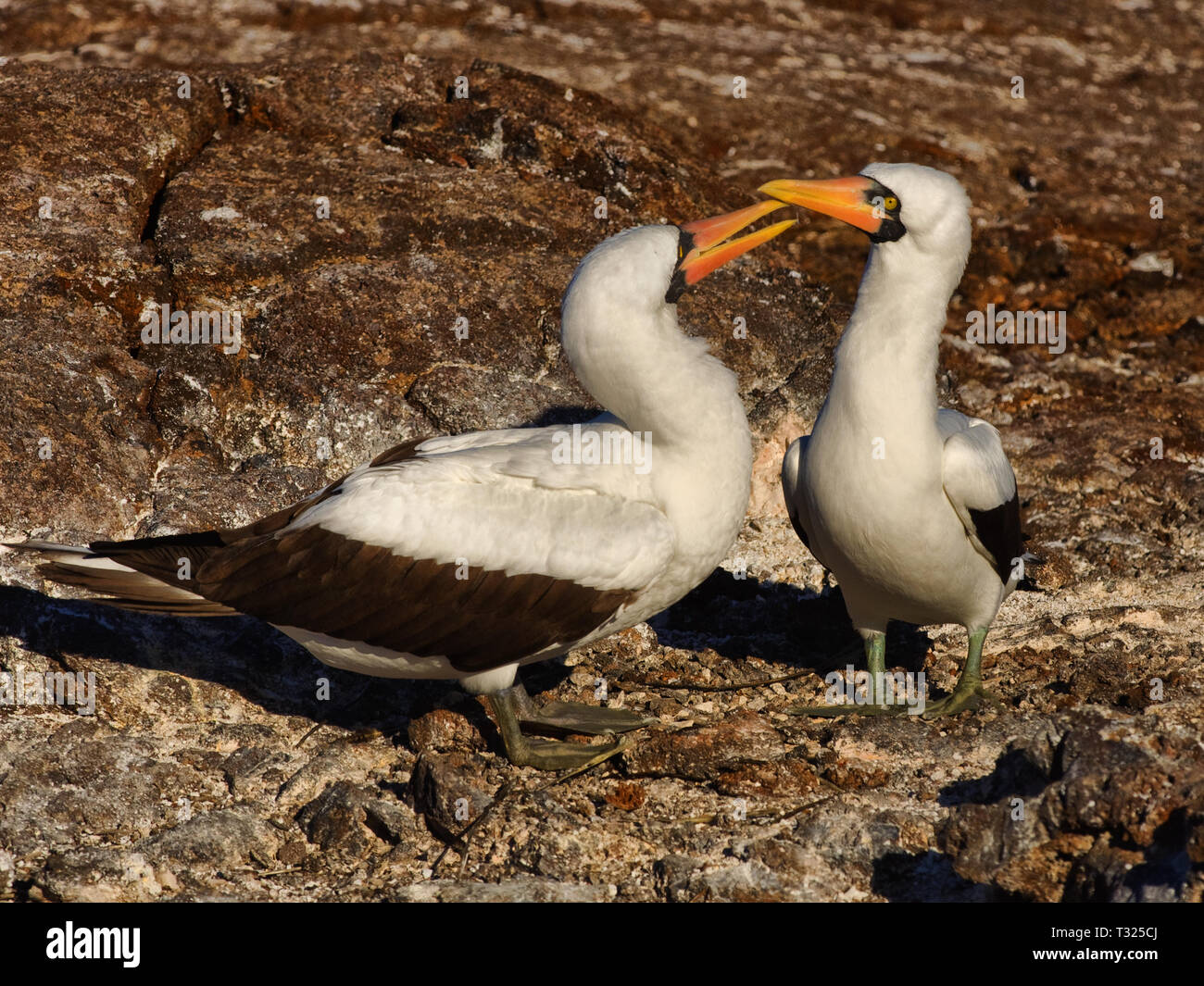 Sud America, Ecuador Isole Galapagos, Genovesa Island, Nazca Booby, Sula granti, corteggiamento Foto Stock