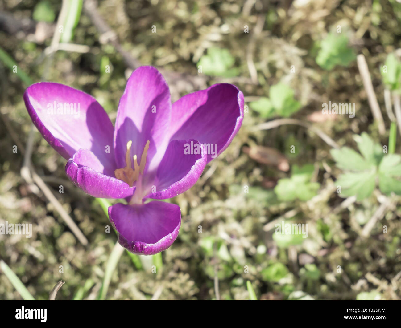 Bucaneve crocus di fiori freschi. Molla dello sfondo. Bellissimi fiori di primavera in erba sulla giornata di sole. Vista ravvicinata con sfondo sfocato. Foto Stock